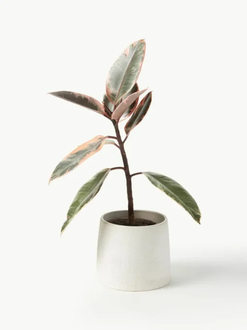 Übertopf Benedita, H 13 cm