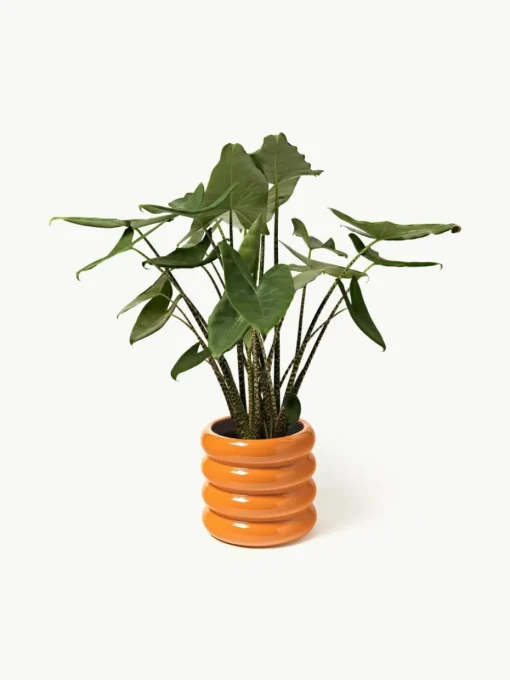 Übertopf Rudi aus Steinzeug, H 30 cm
