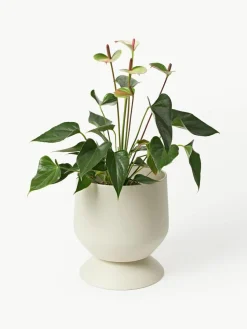 Übertöpfe Renya, 2er-Set