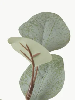 Dekozweig Eukalyptus