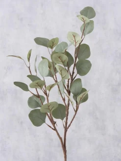 Dekozweig Eukalyptus