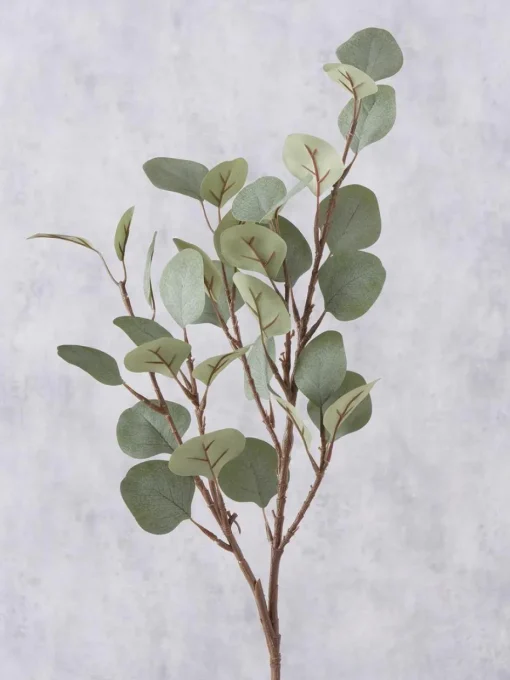 Dekozweig Eukalyptus