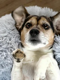 Haustierbett Fluffy aus Teddy, in verschiedenen Größen