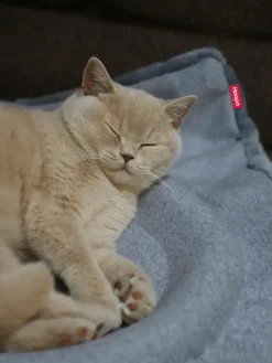 Katzenbett Flip