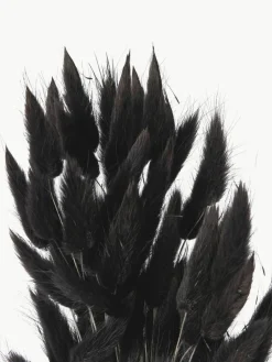 Trockenblumen Lagurus