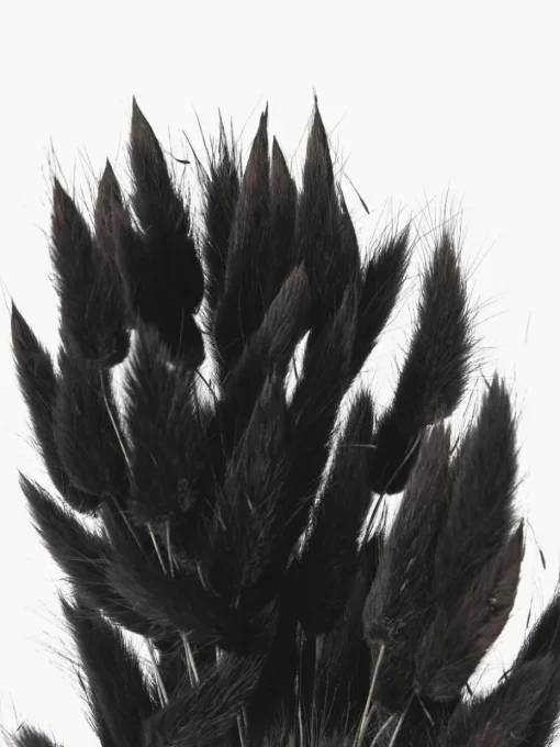 Trockenblumen Lagurus